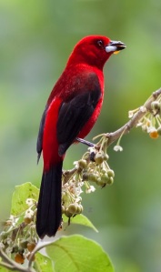 brazilian-tanager-bird